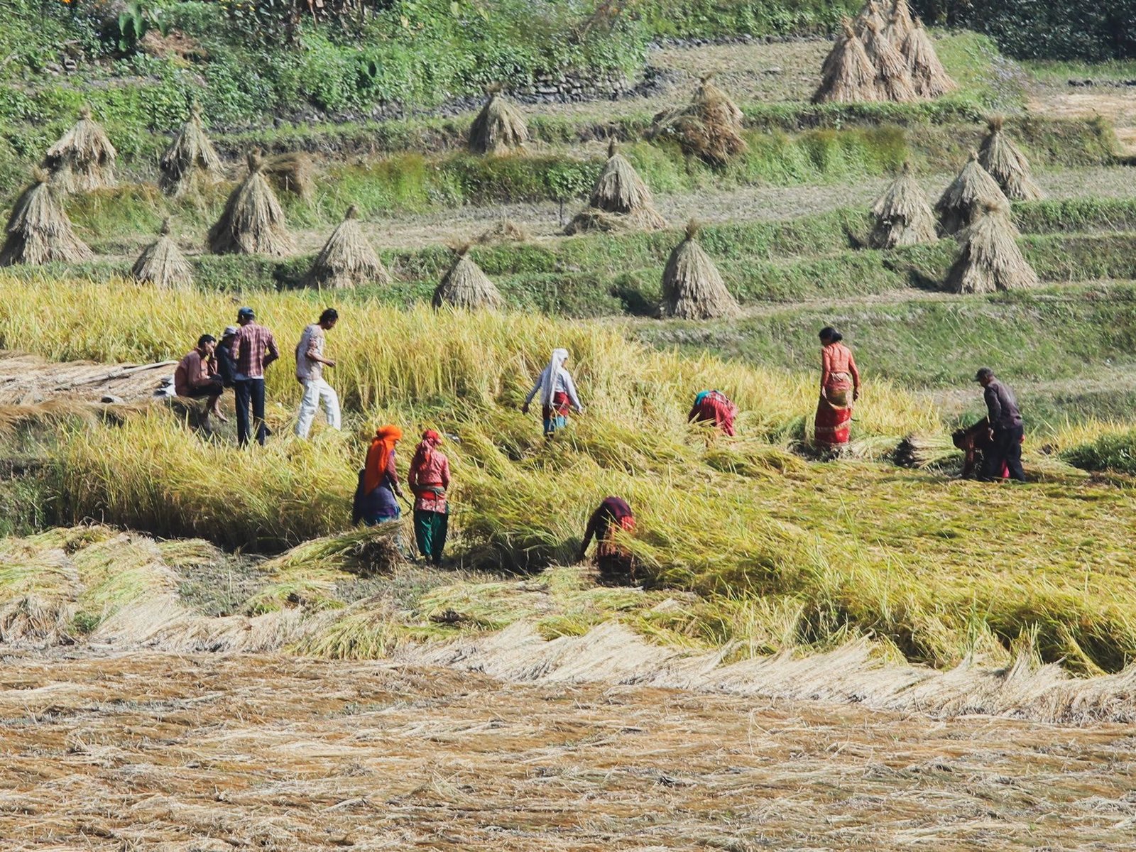 Climate Resilience and Community Livelihoods